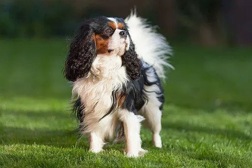 Cavalier King Charles Spaniel