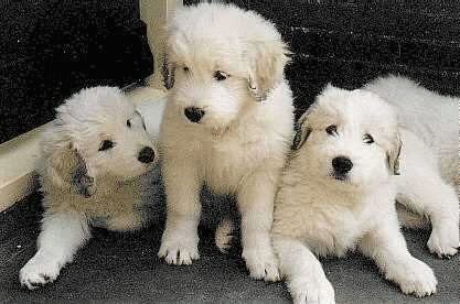 three South Russian Ovcharka Puppies