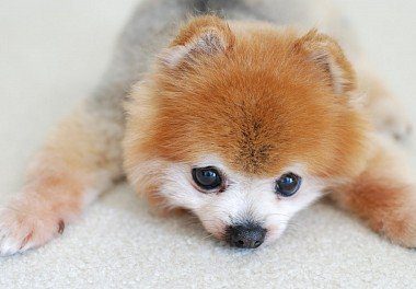 red pomeranian puppy