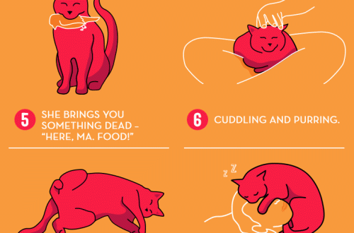11 signs your cat loves you