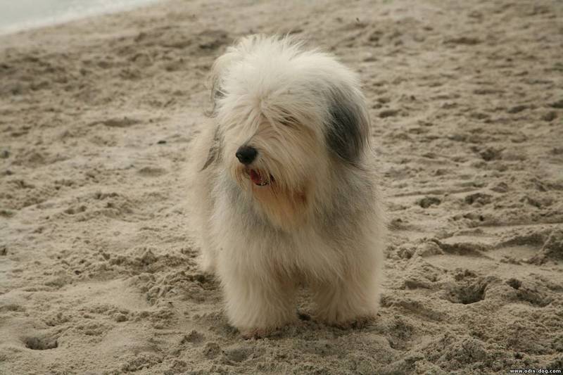 Odis dog on the beach