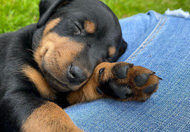 German Jagd Terrier puppy sleeping 