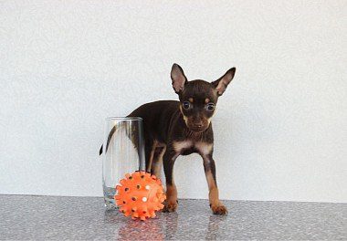 Russian Toy Terrier Puppy with a ball