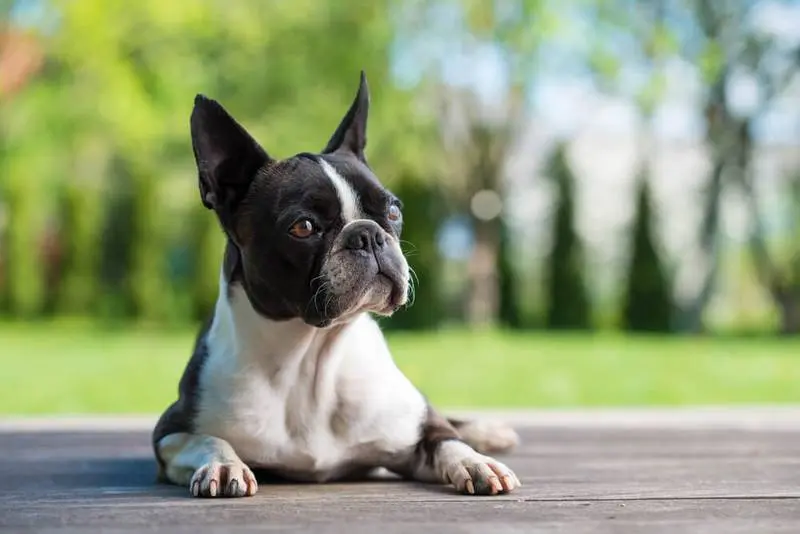 description of the boston terrier