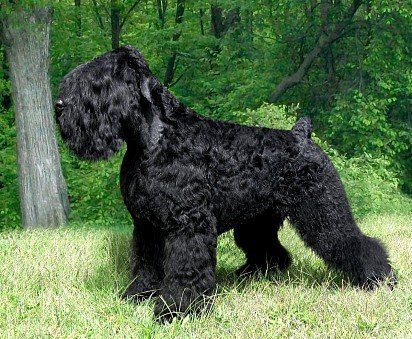Trimmed black russian terrier with docked tail