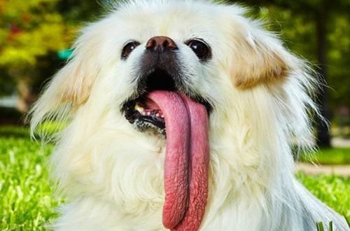 12 of the weirdest Guinness World Records held by dogs