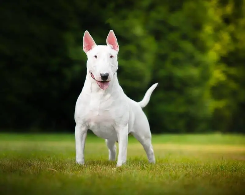 bull terrier in the park