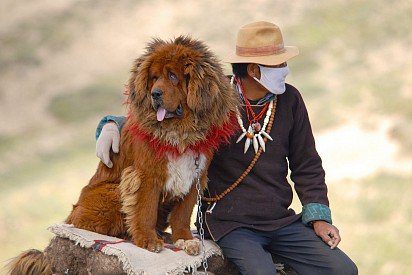 Tibetan mastiff with owner