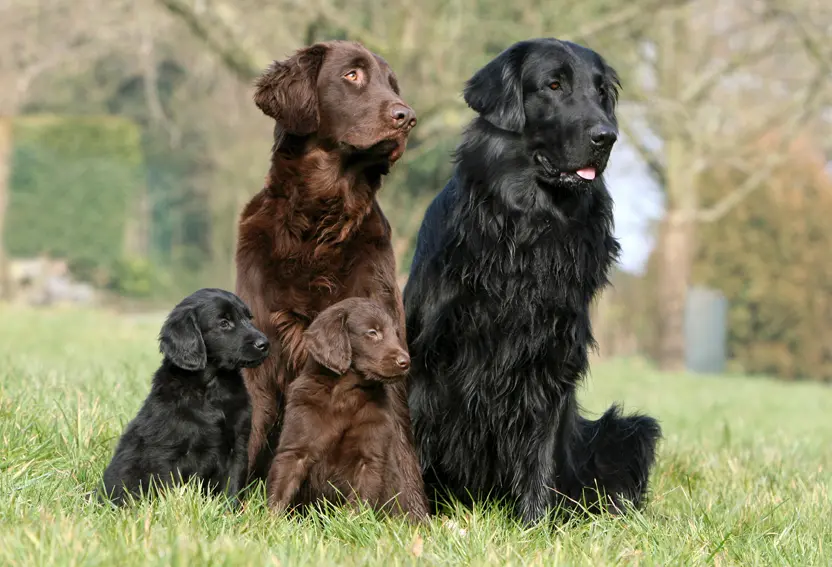 Brown and black Flat Coated Retriever
