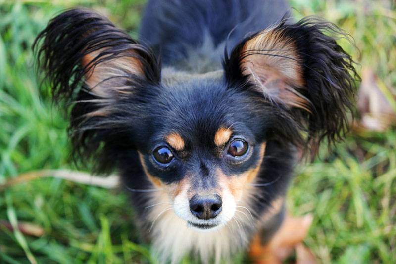 Russian Toy  Terrier