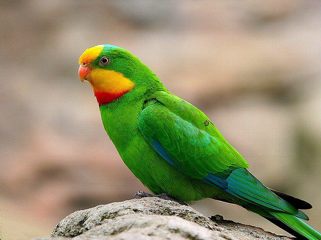 13 interesting facts about parrots