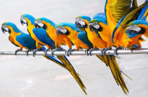 13 interesting facts about parrots