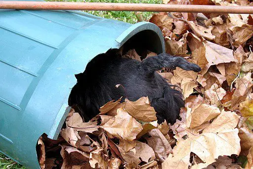 Scottish Terrier