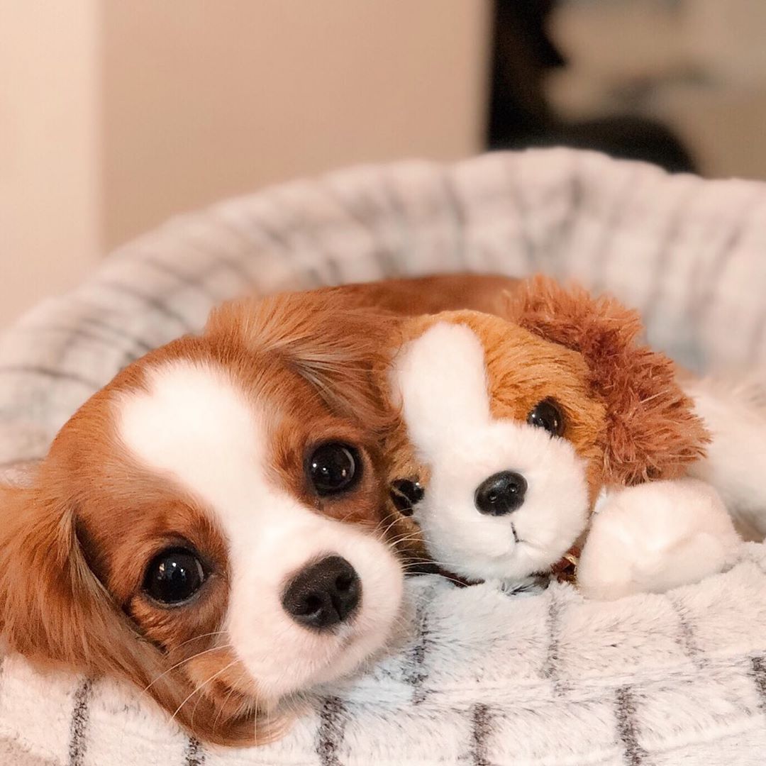 14 Facts About Cavalier King Charles Spaniels