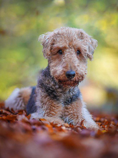 Airedale puppy