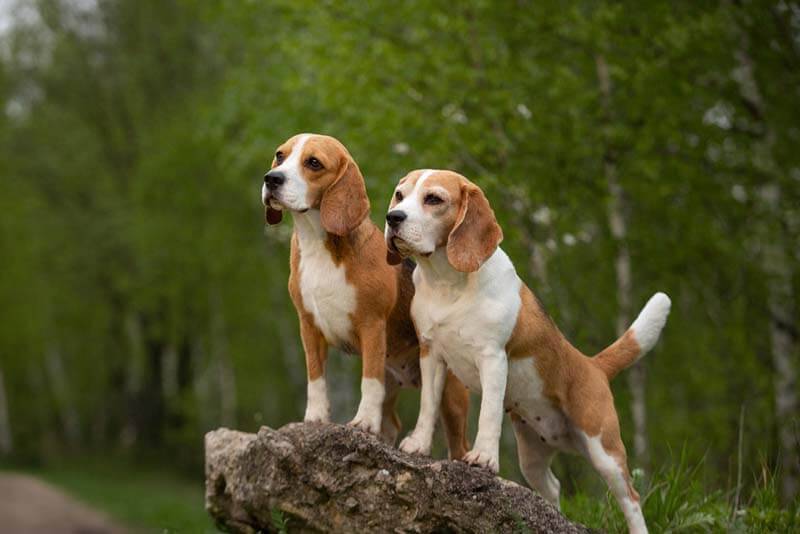 beagles of different colors
