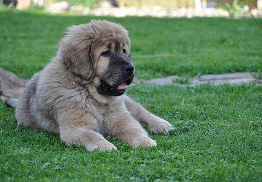 Tibetan Mastiff Puppy