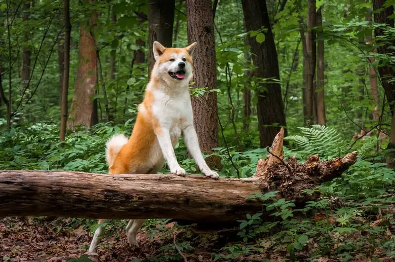 akita inu paws