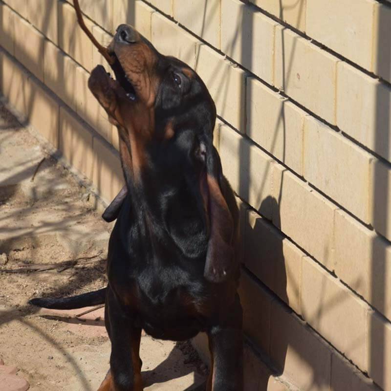 black and tan coonhound barking