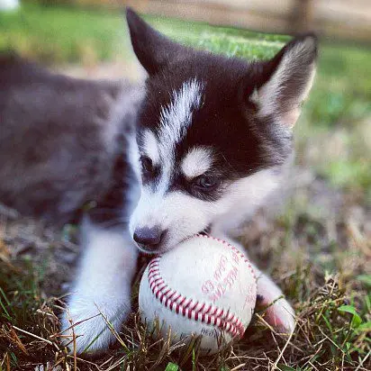 Pomski puppy playing with a ball