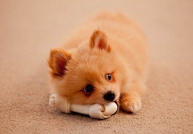 pomeranian puppy with a bone