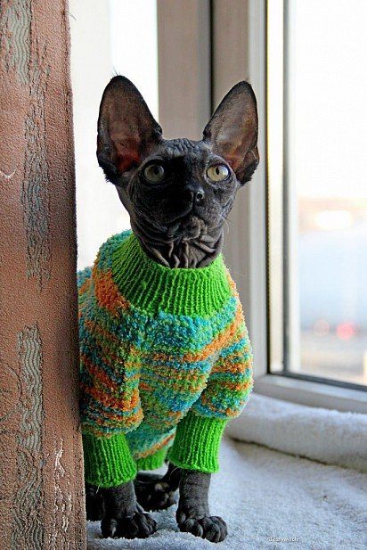 Canadian Sphynx in a sweater