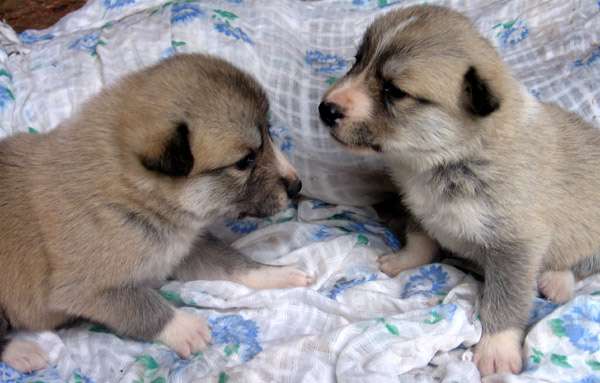 West Siberian Laika little puppies