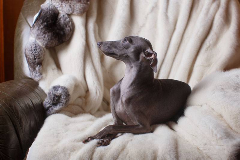 Greyhound (piccolo levriero italiano)