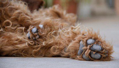 Airedale paws
