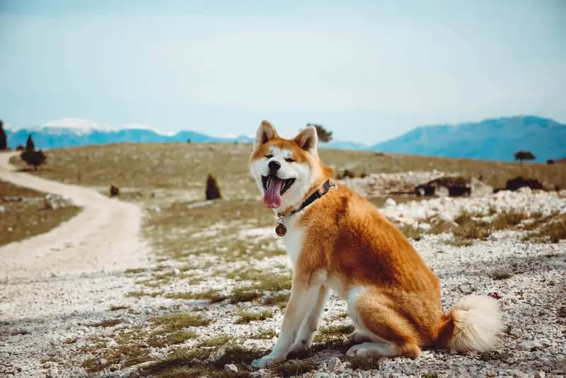 Akita Inu