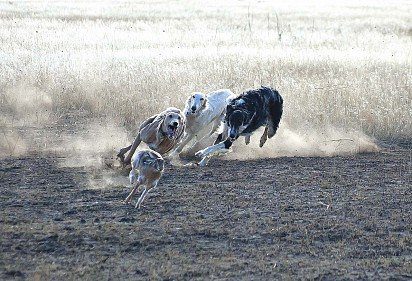 Russian Borzoi greyhounds run after a hare