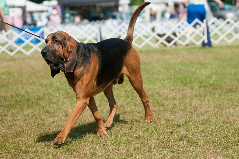 bloodhound at dog show