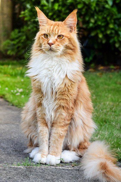 His Majesty the Maine Coon