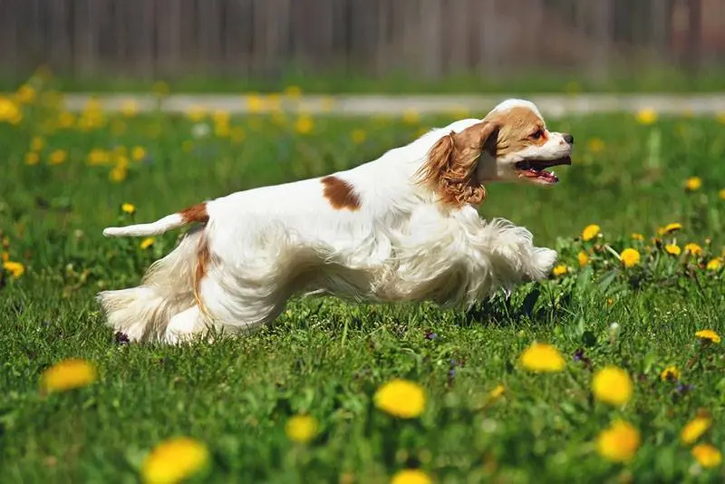 running american cocker spaniel