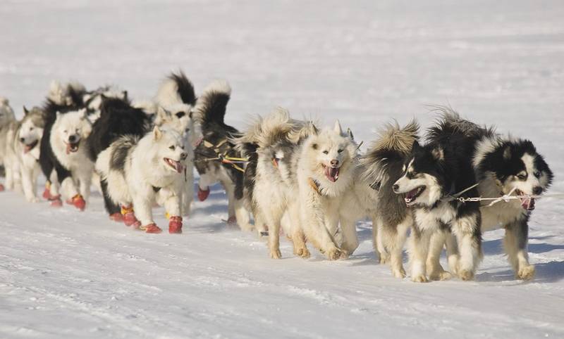 Chukotka Sled Dogs