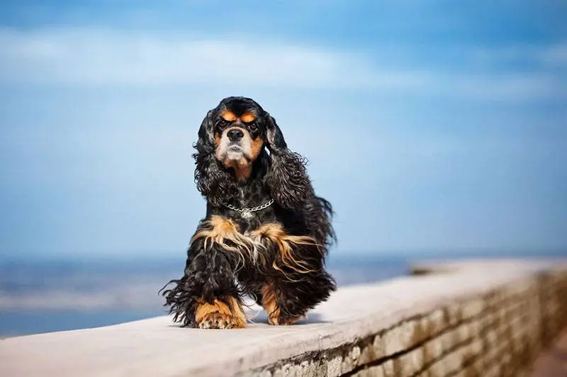 American Cocker Spaniel￼