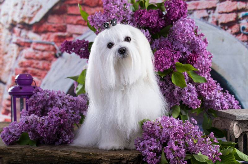 Maltese dog with flowers