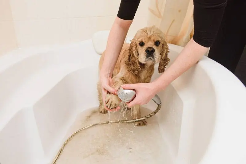 american cocker spaniel in bathtub