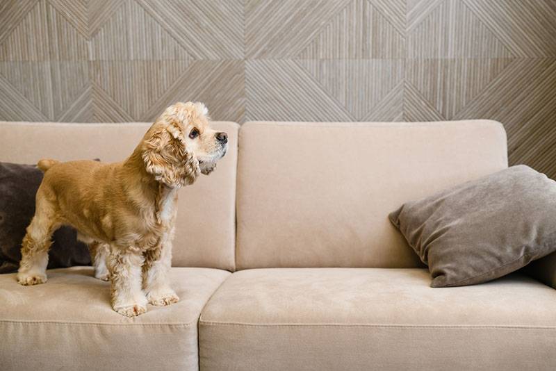 American Cocker Spaniel puppy standing on the couch