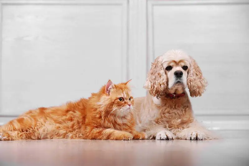 The American Cocker Spaniel is a great pet for active owners.