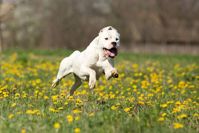 dogo argentino runs on the grass