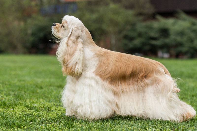 The American Cocker Spaniel is hardy and active.