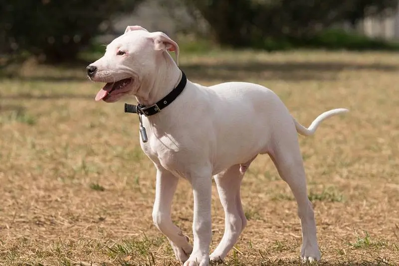 dogo argentino body view