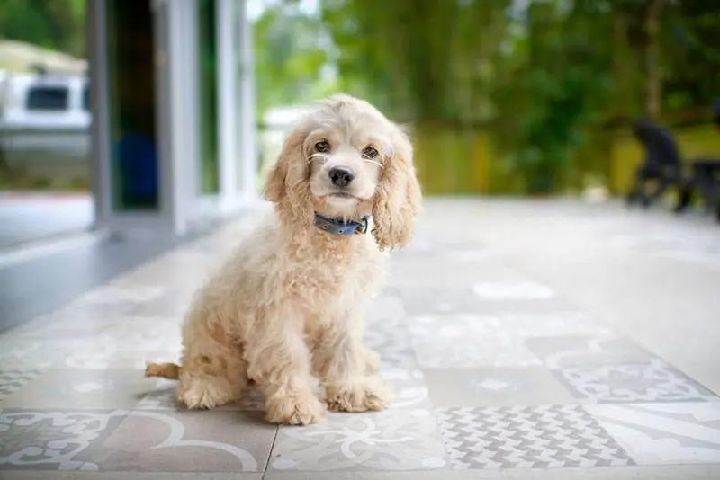 american cocker spaniel sitting in the backyard