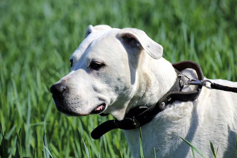 dogo argentino in a collar for a walk
