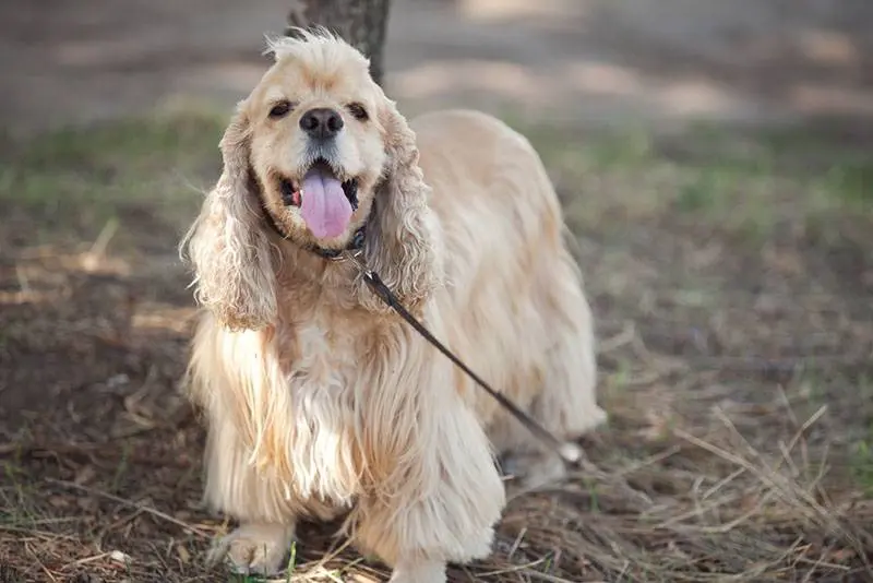 american cocker spaniel in training