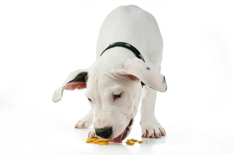 dogo argentino eating food