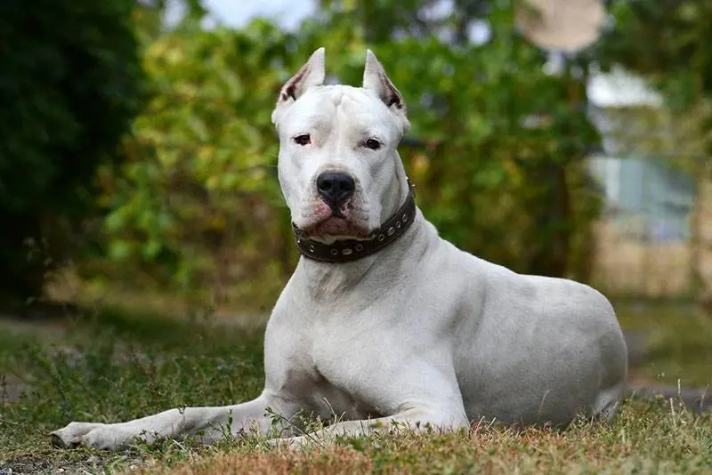 dogo argentino white