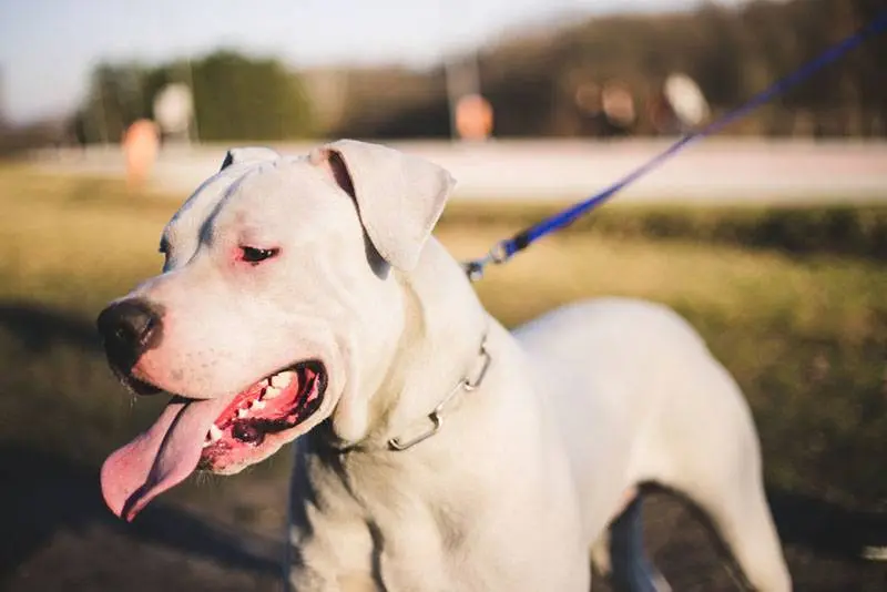 dogo argentino on a leash