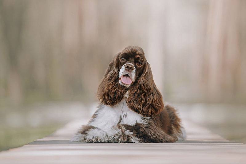 The American Cocker Spaniel gained popularity in the 20th century.